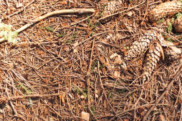 Cost of Pine Needles Removal in Pottstown