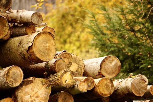Cost of Wood Pile Removal in Pottstown
