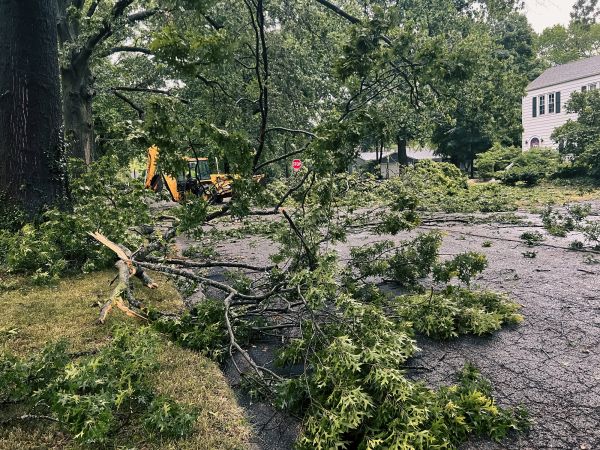 Cost of Tree Branch Disposal in Pottstown