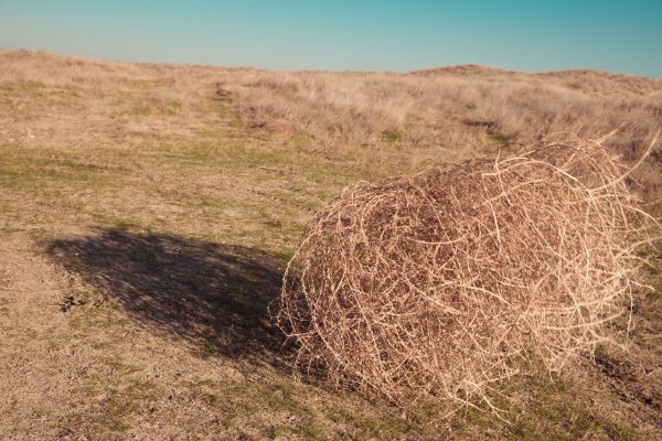 Cost of Tumbleweed Removal in Pottstown