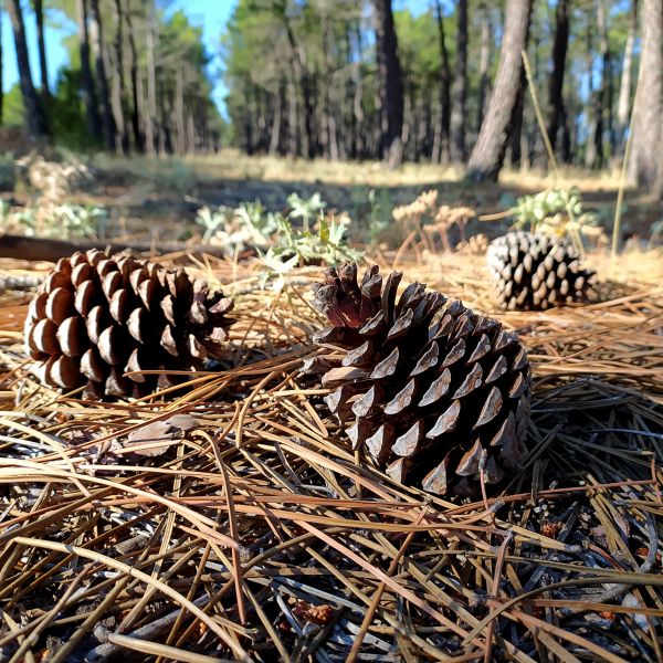 Cost of Pine Cone Removal in Pottstown