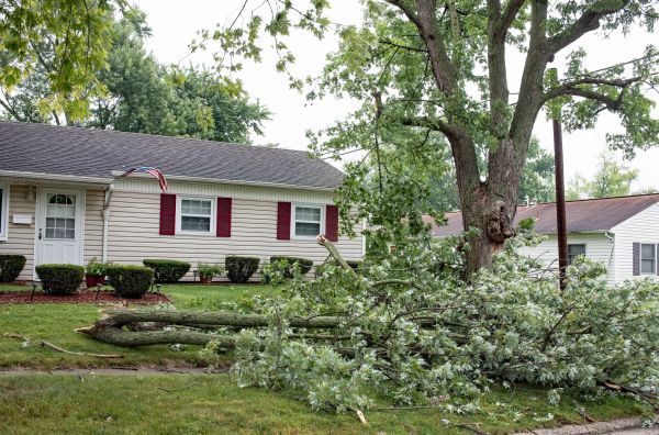 Cost of Fallen Branch Removal in Pottstown